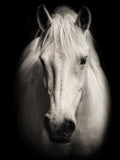 Equus 1 — SEA Studio