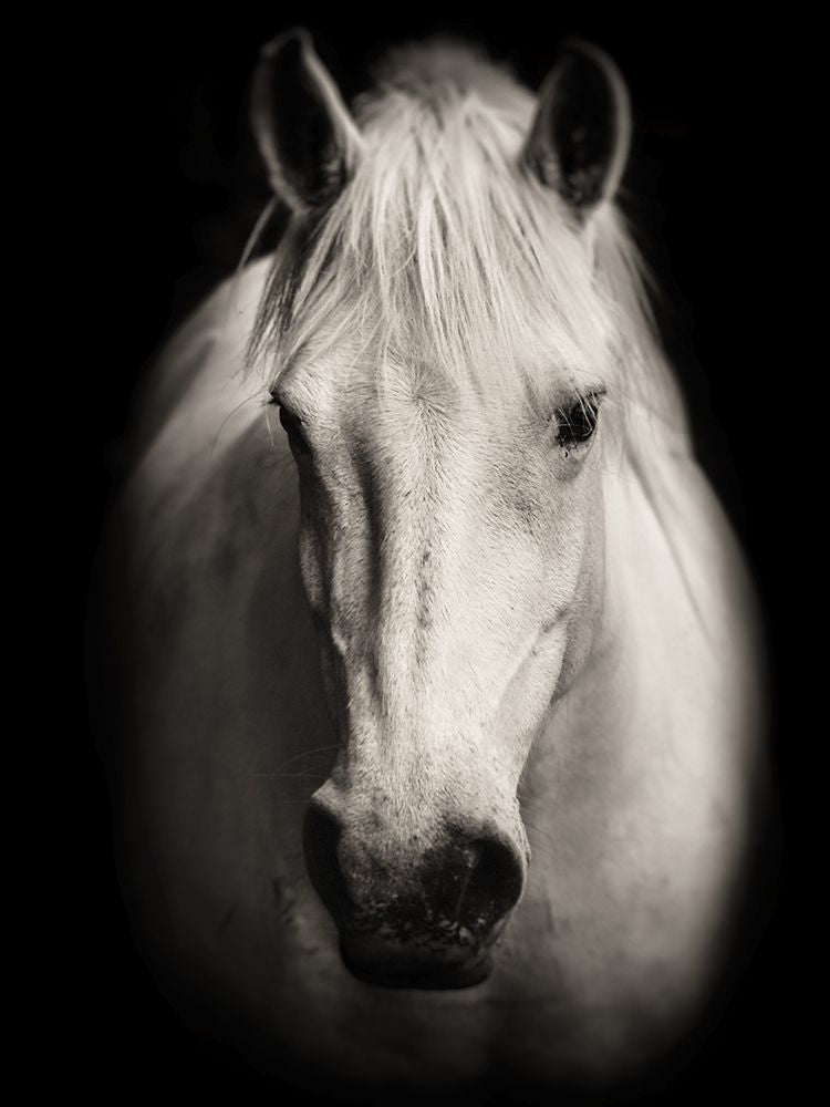 Equus 1 — SEA Studio