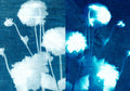 Cianotipia K — SEA Studio