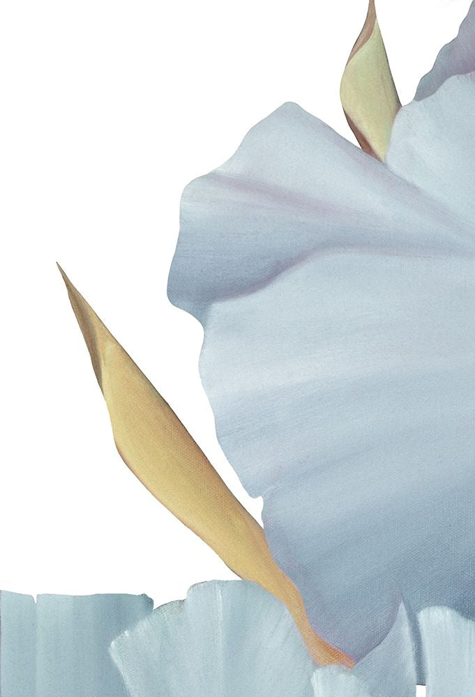Íris Flamenca 3 — Cole, Karen