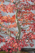 Bonsai Vermelho do Arboreto Nacional — Werder, Lillis