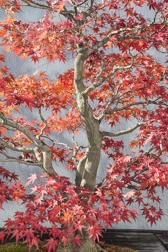 Bonsai Vermelho do Arboreto Nacional — Werder, Lillis
