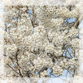 Flores de Cerejeira 7 — Werder, Lillis