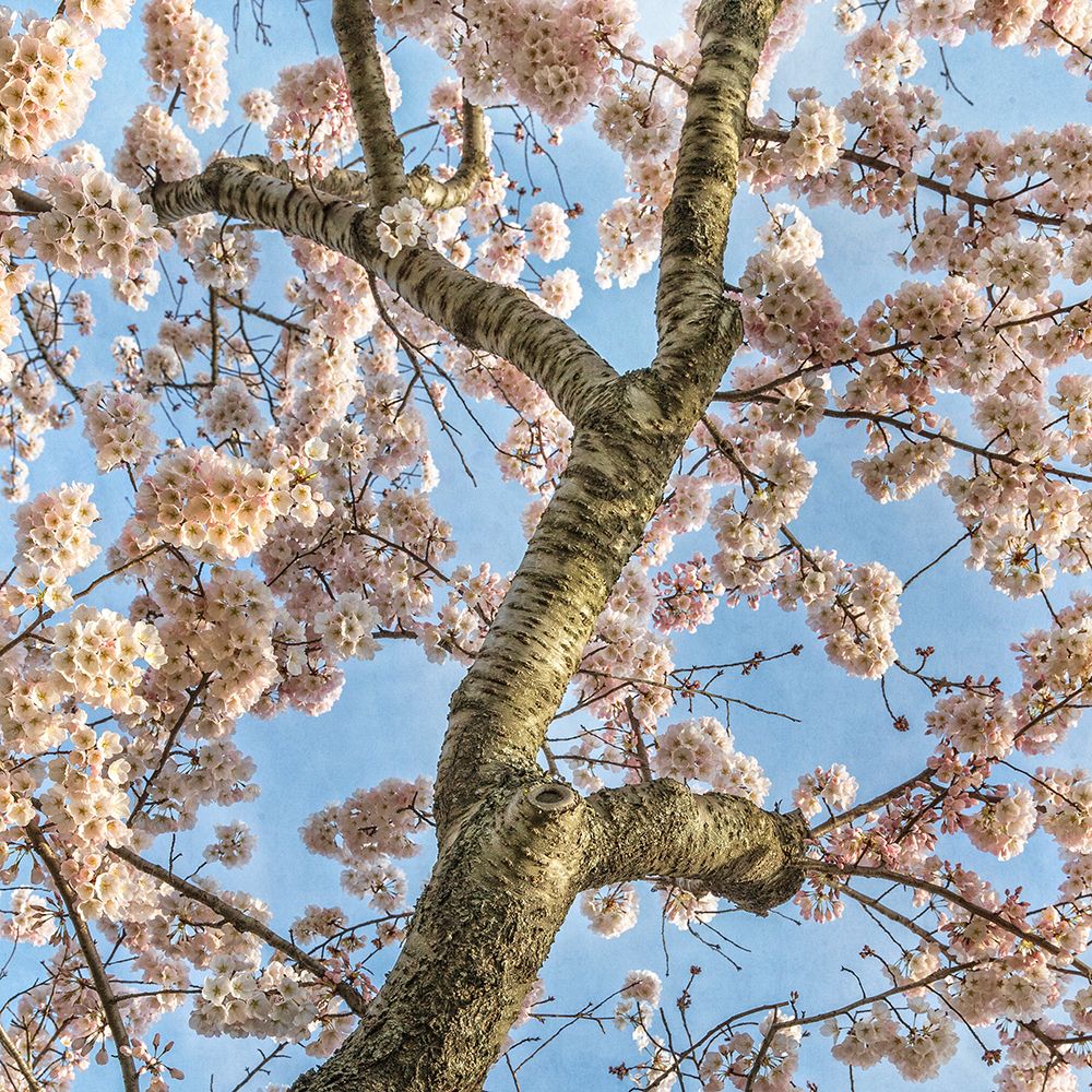 Flores de Cerejeira 12 — Werder, Lillis
