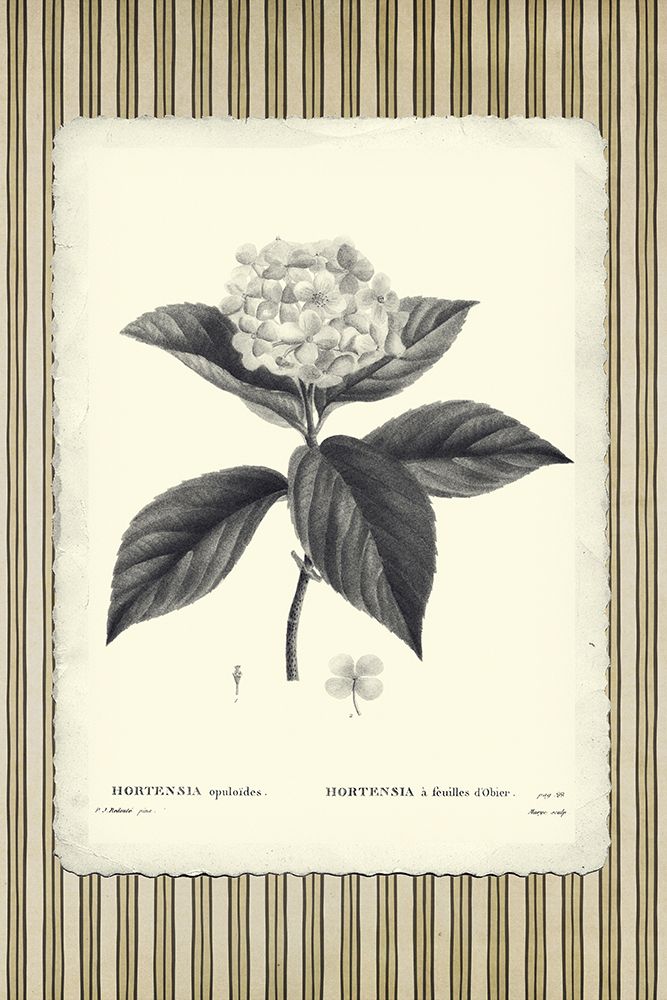 Hortênsia Botânica em Riscas Preto e Bege — GST