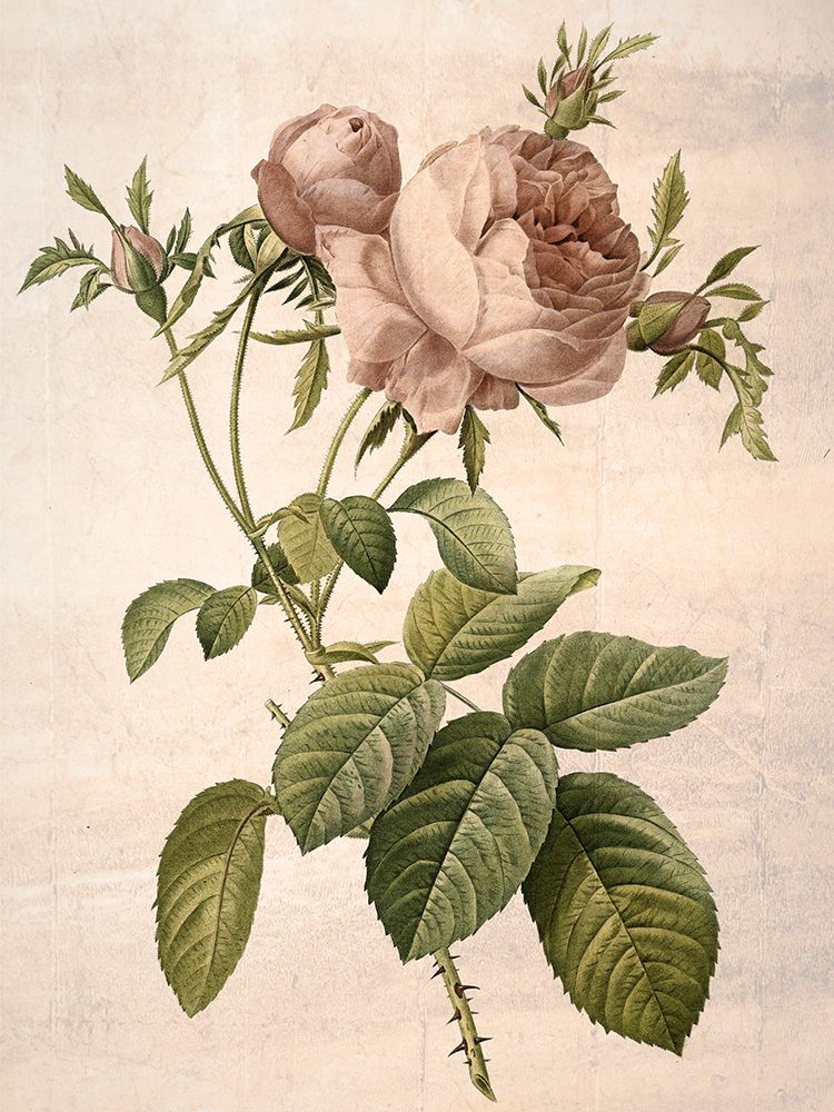 Rosa Centifolia — Redouté — GST