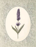Ramo de Lavanda — fazenda vintage — Arlington Prints