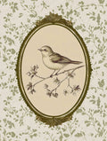 Pássaro em Oval Bege — vintage — Arlington Prints