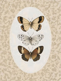 Borboletas em Tons Neutros — Arlington Prints