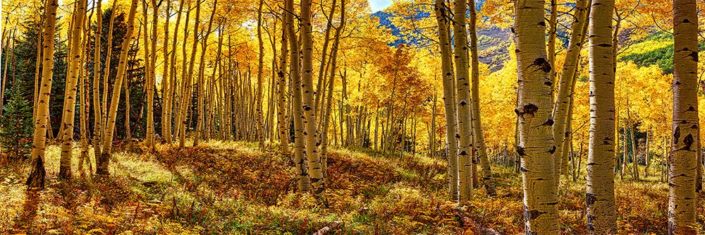 Álamos de Outono, Colorado — Panorâmica — Lena Owens
