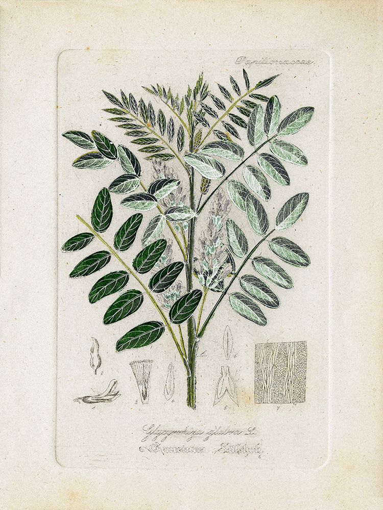 Antique Leaves II — Giclee Studio