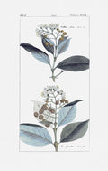 Leaves in Blue II — Giclee Studio