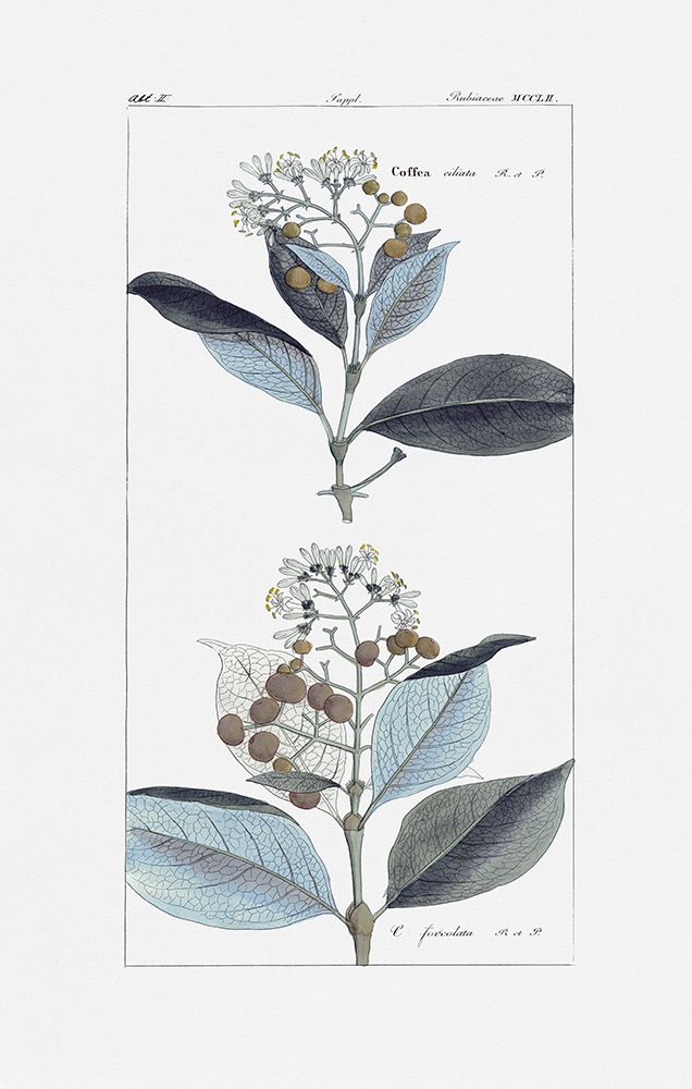 Leaves in Blue II — Giclee Studio