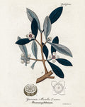 Plant Study I — Giclee Studio