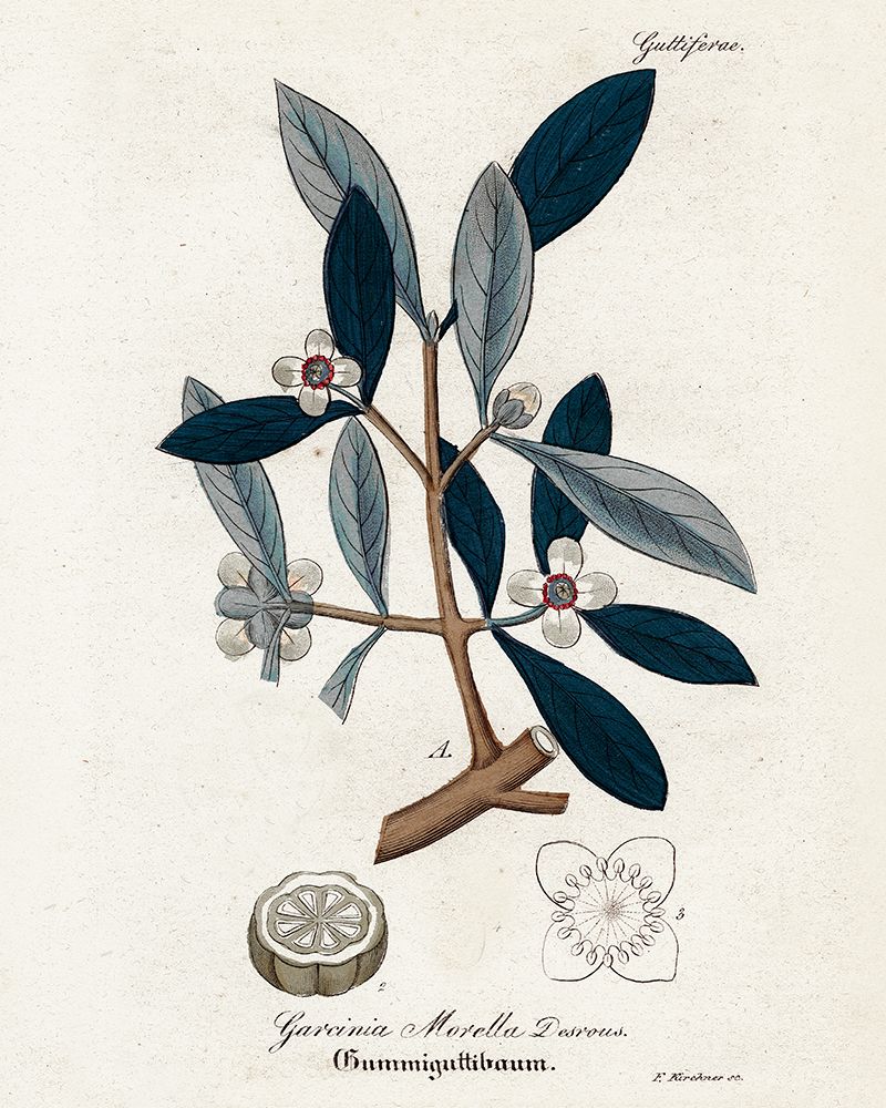 Plant Study I — Giclee Studio