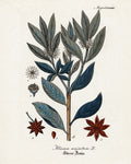 Plant Study II — Giclee Studio