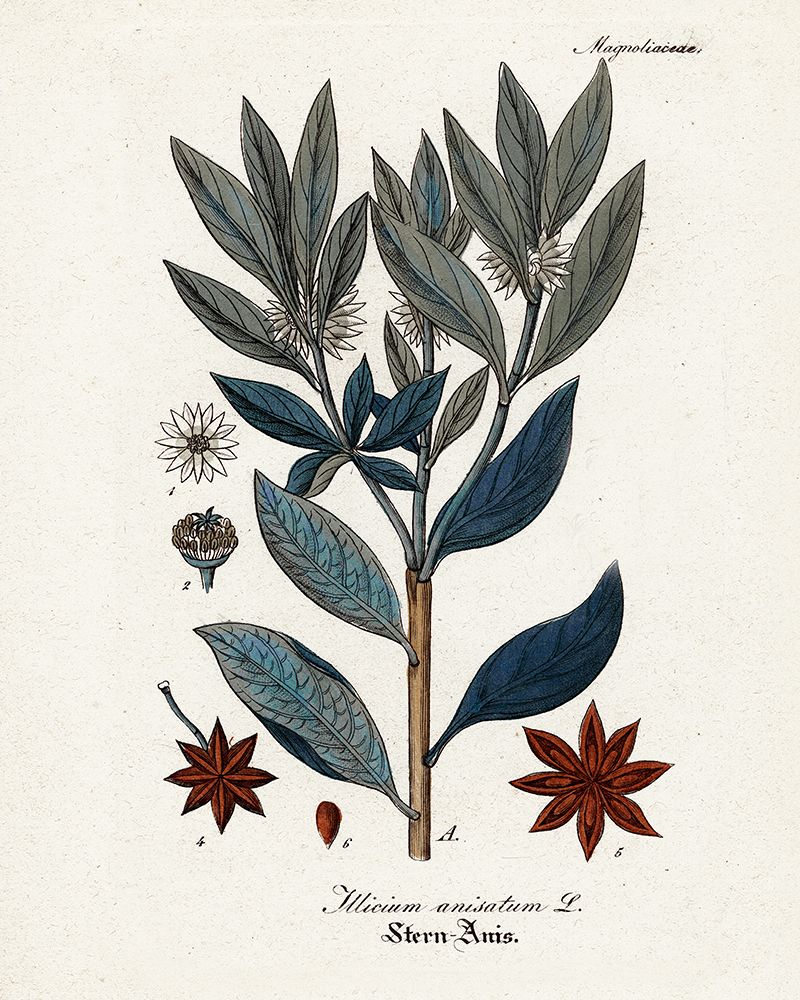 Plant Study II — Giclee Studio
