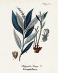 Plant Study IV — Giclee Studio