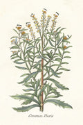 Botanical Plants I — Giclee Studio