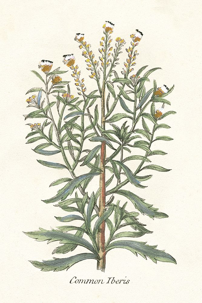 Botanical Plants I — Giclee Studio
