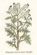 Botanical Plants III — Giclee Studio