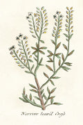 Botanical Plants IV — Giclee Studio