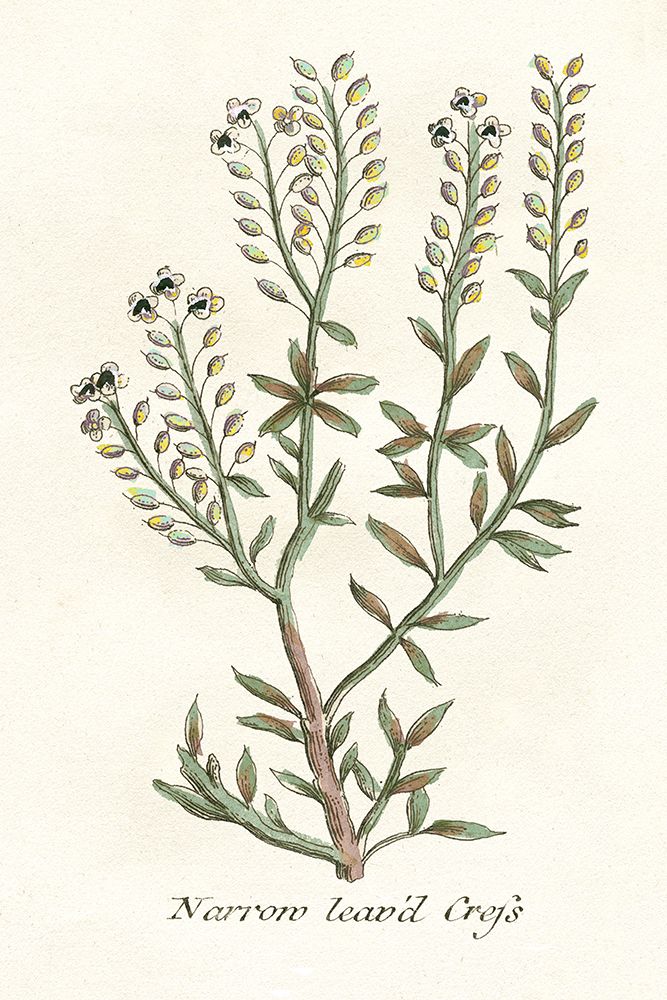 Botanical Plants IV — Giclee Studio