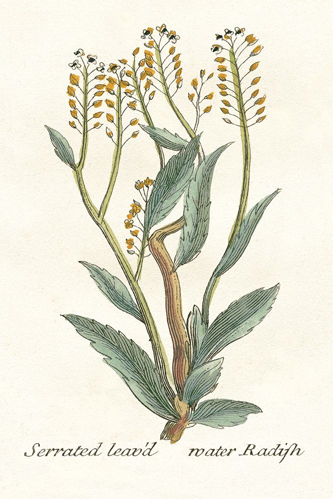 Botanical Plants V — Giclee Studio