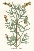 Botanical Plants VI — Giclee Studio