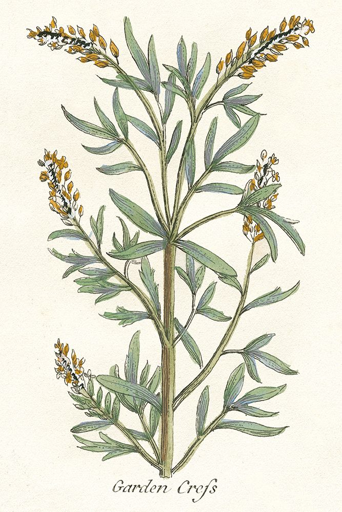 Botanical Plants VI — Giclee Studio