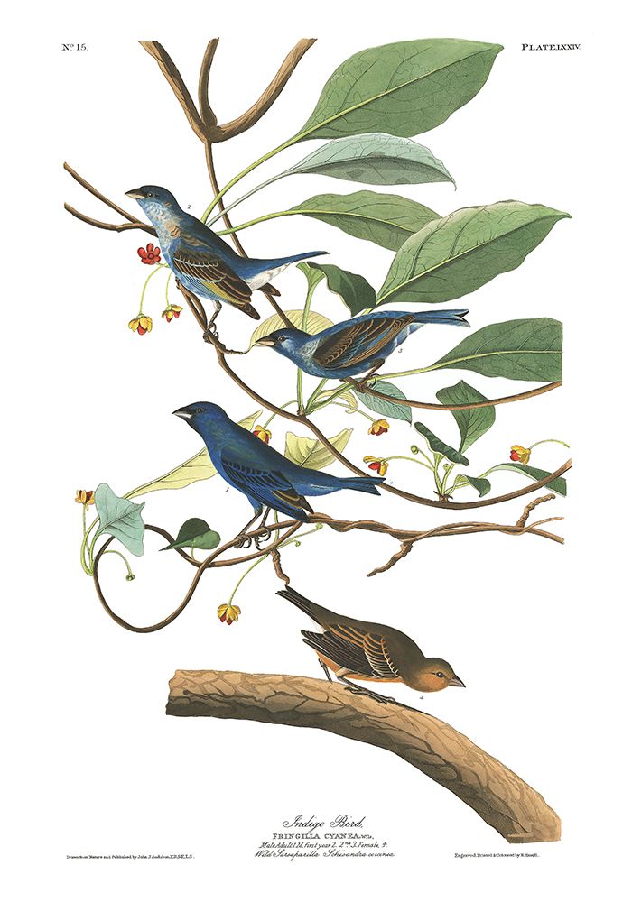 Indigo Bird — Audubon
