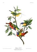 Painted Finch — Audubon