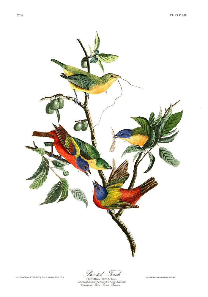 Painted Finch — Audubon