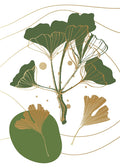Ginkgo 5 — AcantStudio