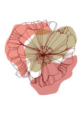 Papoula 7 — AcantStudio