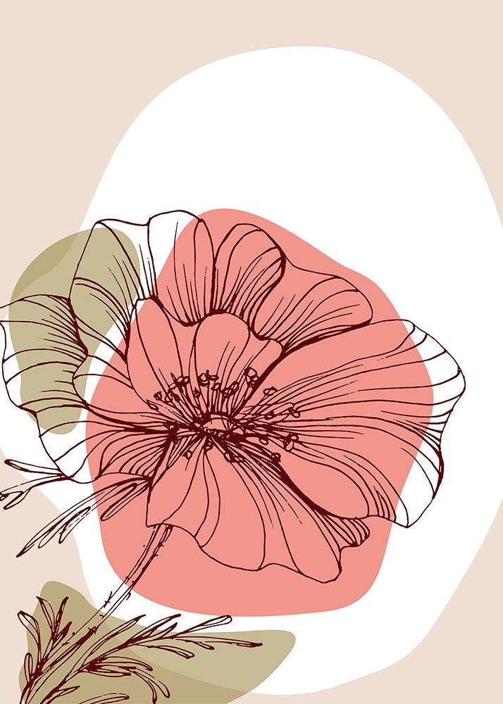 Papoula 13 — AcantStudio
