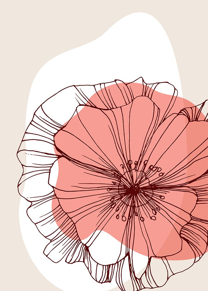 Papoula 16 — AcantStudio