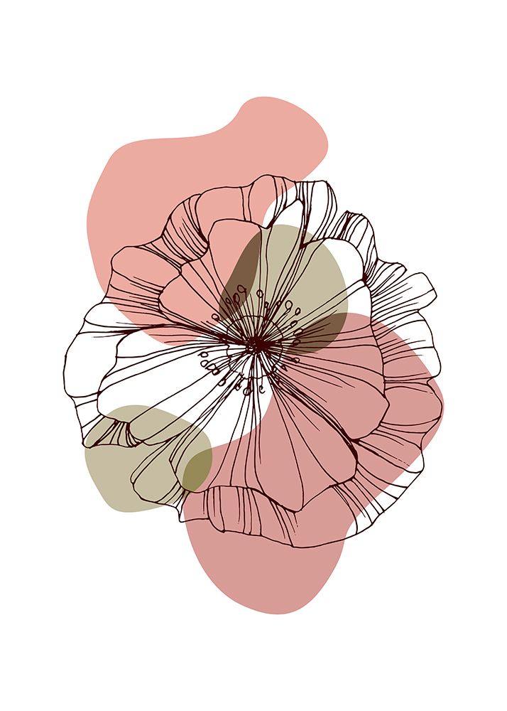 Papoula — AcantStudio