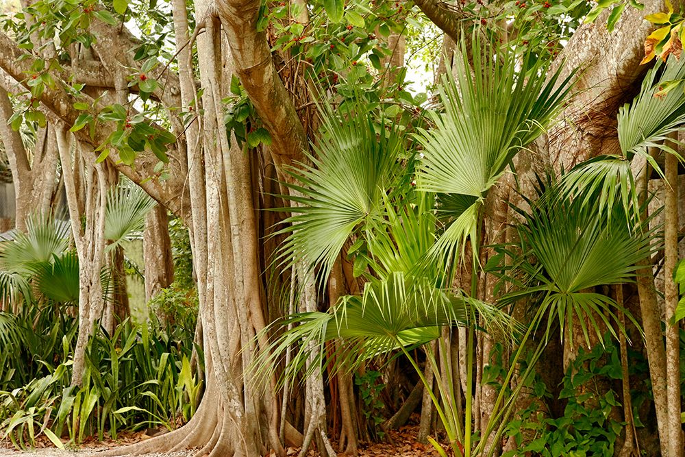 Strangler Fig Colorized Infrared FL 8997 — Mike Jones Photo