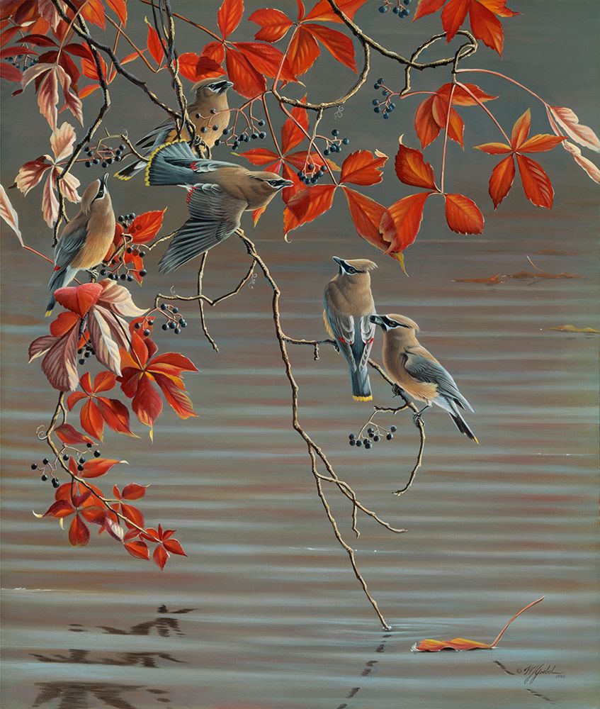 Autumn Harvest - Cedar Waxwing — Goebel, Wilhelm