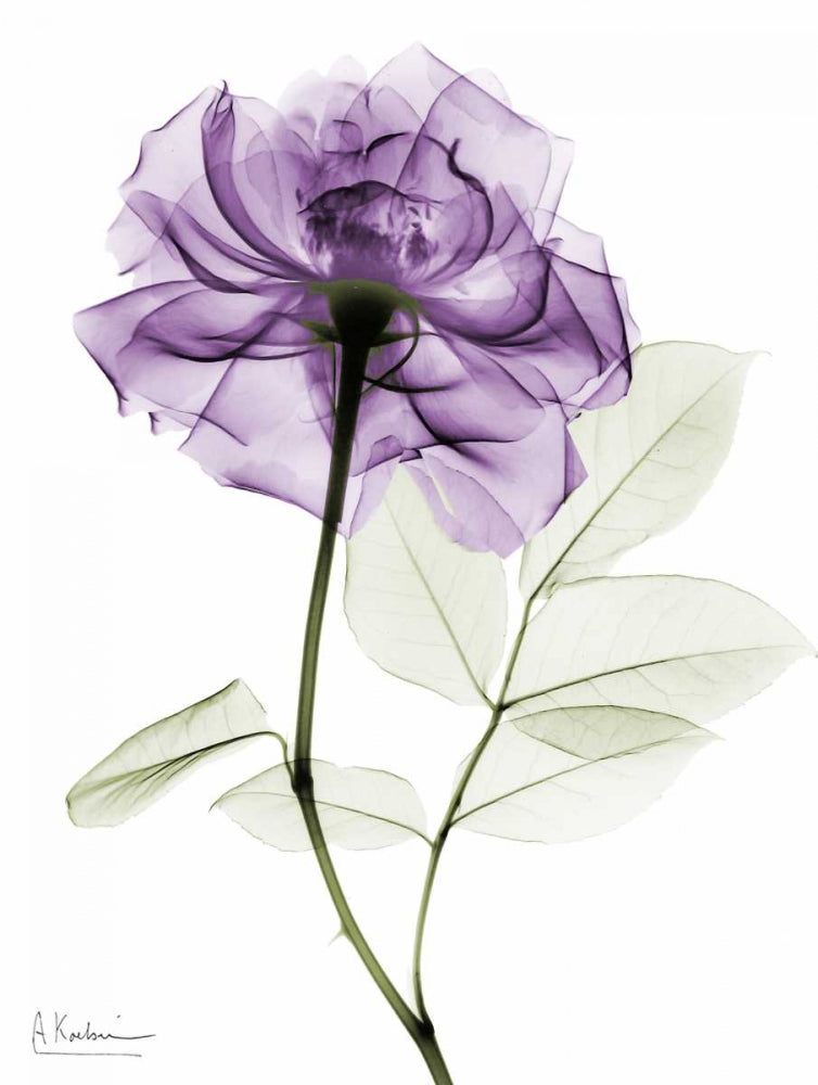 Rosa Roxa — Koetsier, Albert