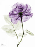 Rosa Roxa 2 — Koetsier, Albert