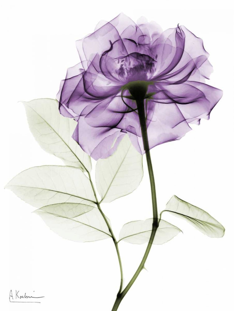 Rosa Roxa 2 — Koetsier, Albert
