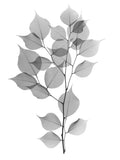 Murta L182 — Koetsier, Albert
