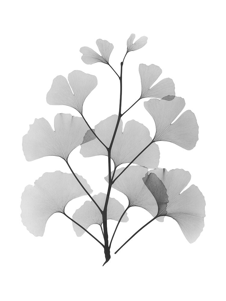 Ginkgo 1 — Koetsier, Albert