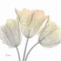 Tulipas de Domingo de Manhã — Koetsier, Albert