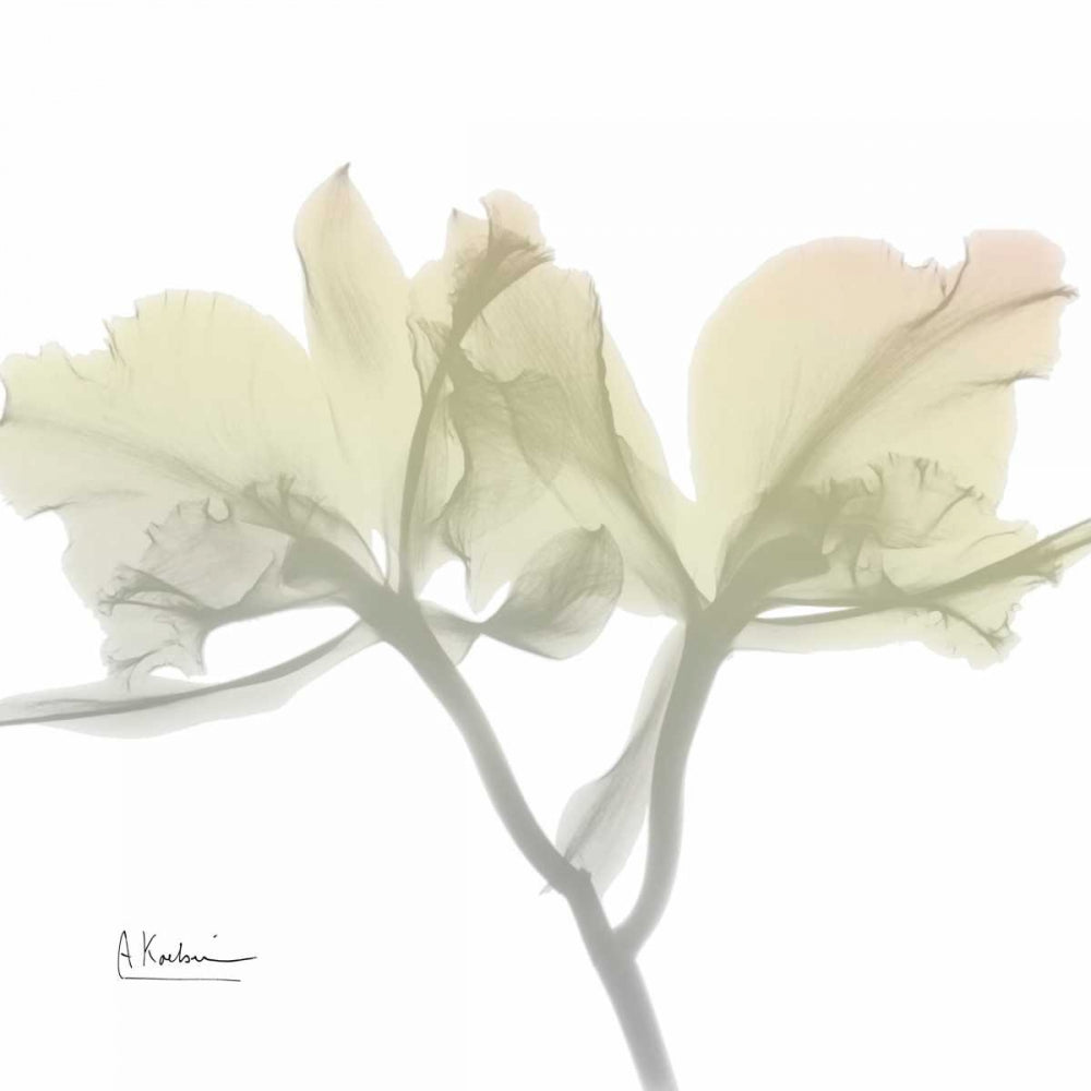Orquídea de Domingo de Manhã — Koetsier, Albert
