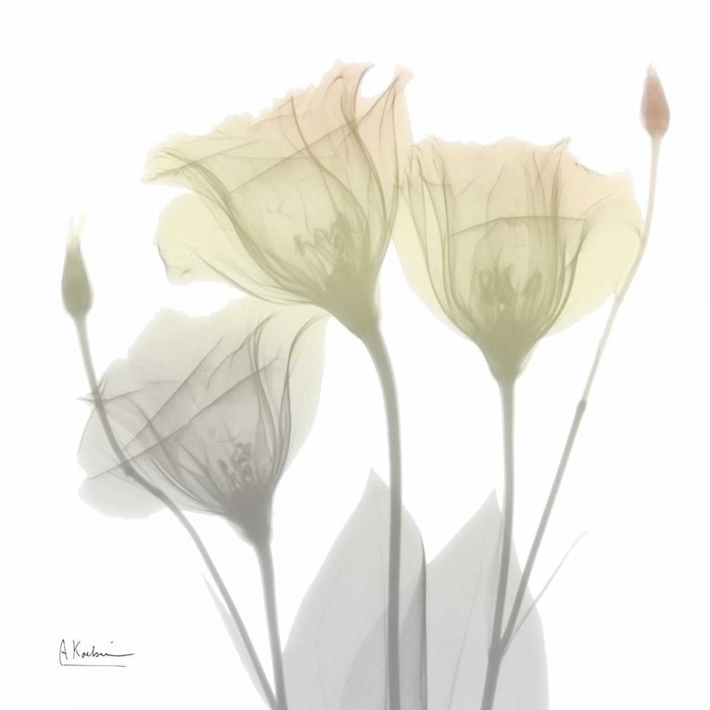 Genciana de Domingo de Manhã — Koetsier, Albert