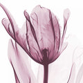 A Tulipa Roxa — Koetsier, Albert