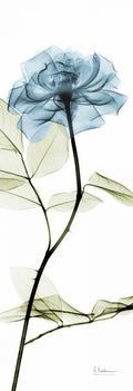 Rosa Azul Alongada — Koetsier, Albert